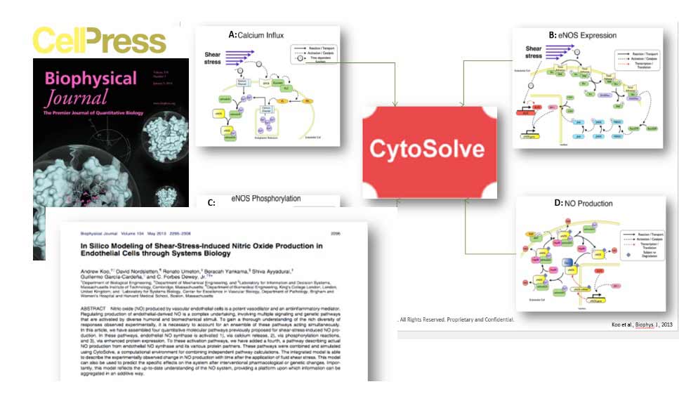 Publication in Cell's Biophysical Journal