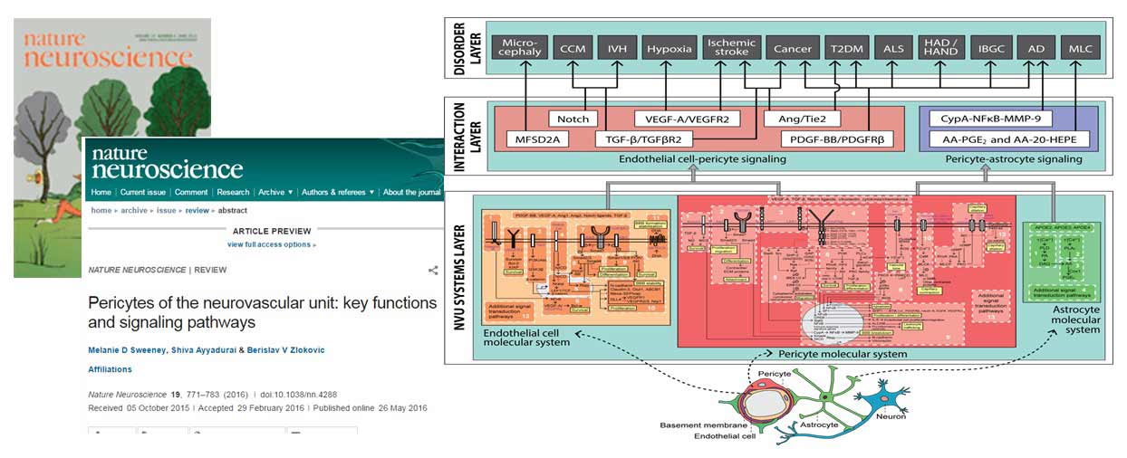 Publication in Nature Neuroscience