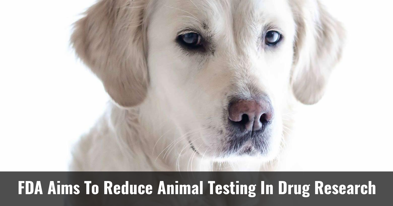 FDA aims to reduce animal testing in drug research CytoSolve Research, Development & Testing