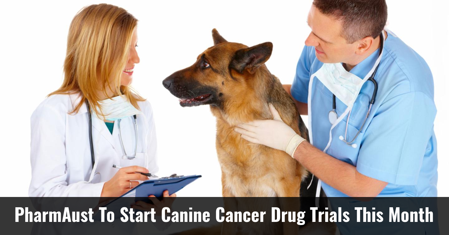 PharmAust To Start Canine Cancer Drug Trials This Month - CytoSolve ...